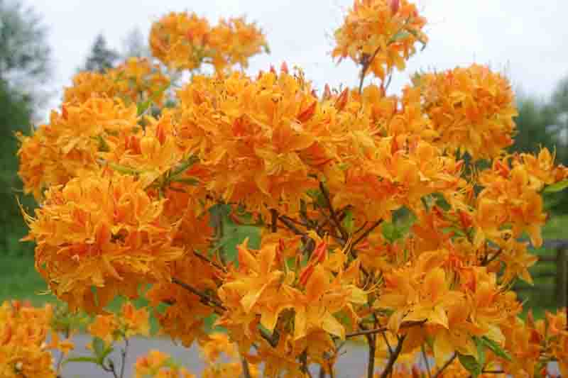 Rhododendron 'Golden Lights','Golden Lights' Rhododendron, 'Golden Lights' Azalea, Late Midseason Azalea, Deciduous Azalea, Orange Azalea, Orange Rhododendron, Orange Flowering Shrub