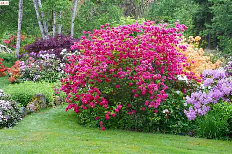 Rhododendron 'Homebush','Homebush' Rhododendron, 'Homebush' Azalea, 'Homebush' Deciduous Azalea, Late Midseason Azalea, Knap Hill and Exbury Azaleas, Pink Azalea, Pink Rhododendron, Pink Flowering Shrub