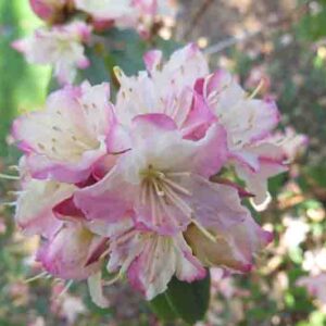 Rhododendron 'Mary Fleming', 'Mary Fleming' Rhododendron, 'Mary Fleming' Azalea, Evergreen Azalea, Early Midseason Azalea, Cream Azalea, Cream Rhododendron, Cream Flowering Shrub