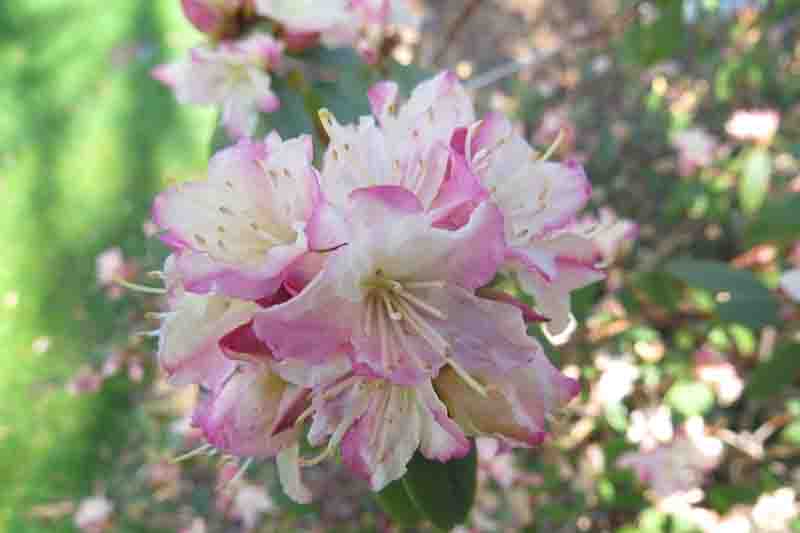 Rhododendron 'Mary Fleming', 'Mary Fleming' Rhododendron, 'Mary Fleming' Azalea, Evergreen Azalea, Early Midseason Azalea, Cream Azalea, Cream Rhododendron, Cream Flowering Shrub