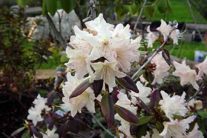 Rhododendron 'Mary Fleming', 'Mary Fleming' Rhododendron, 'Mary Fleming' Azalea, Evergreen Azalea, Early Midseason Azalea, Cream Azalea, Cream Rhododendron, Cream Flowering Shrub