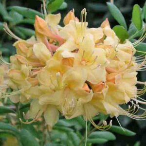 Rhododendron 'My Mary', 'My Mary' Rhododendron, 'My Mary' Azalea, Deciduous Azalea, Early Midseason Azalea, Yellow Azalea, Yellow Rhododendron, Yellow Flowering Shrub