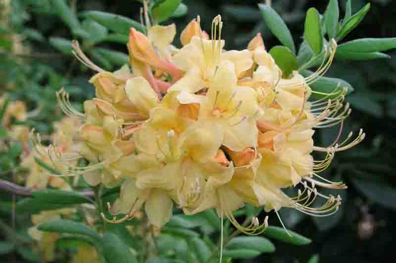 Rhododendron 'My Mary', 'My Mary' Rhododendron, 'My Mary' Azalea, Deciduous Azalea, Early Midseason Azalea, Yellow Azalea, Yellow Rhododendron, Yellow Flowering Shrub