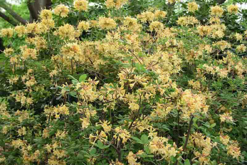 Rhododendron 'My Mary', 'My Mary' Rhododendron, 'My Mary' Azalea, Deciduous Azalea, Early Midseason Azalea, Yellow Azalea, Yellow Rhododendron, Yellow Flowering Shrub