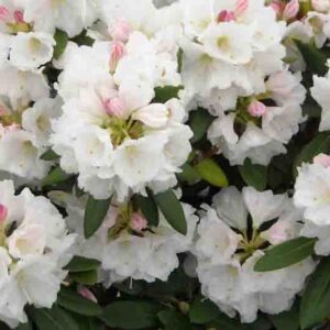 Rhododendron 'Nestucca', 'Nestucca' Rhododendron, 'Nestucca' Azalea, Evergreen Azalea, Midseason Azalea, White Azalea, White Rhododendron, White Flowering Shrub