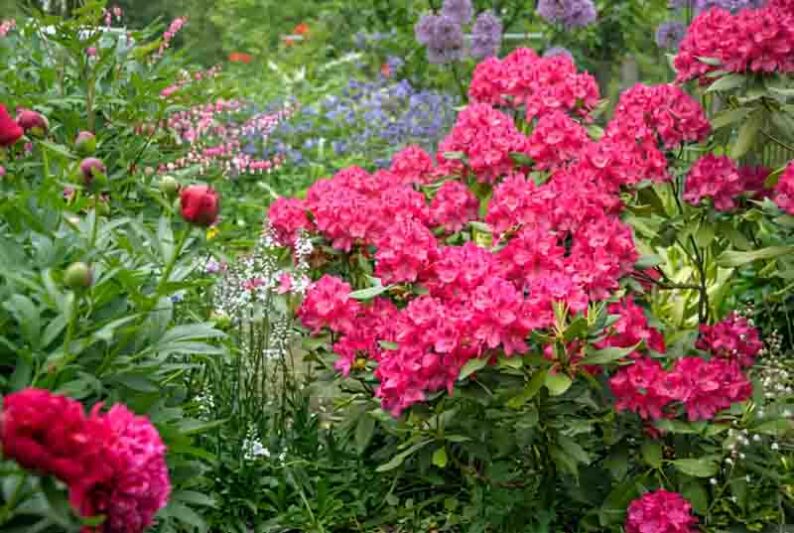 Rhododendron 'Nova Zembla','Nova Zembla' Rhododendron, Evergreen Rhododendron, Midseason Rhododendron, Pink Azalea, Pink Rhododendron, Pink Flowering Shrub, Pink Evergreen Shrub