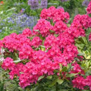 Rhododendron 'Nova Zembla','Nova Zembla' Rhododendron, Evergreen Rhododendron, Midseason Rhododendron, Pink Azalea, Pink Rhododendron, Pink Flowering Shrub, Pink Evergreen Shrub