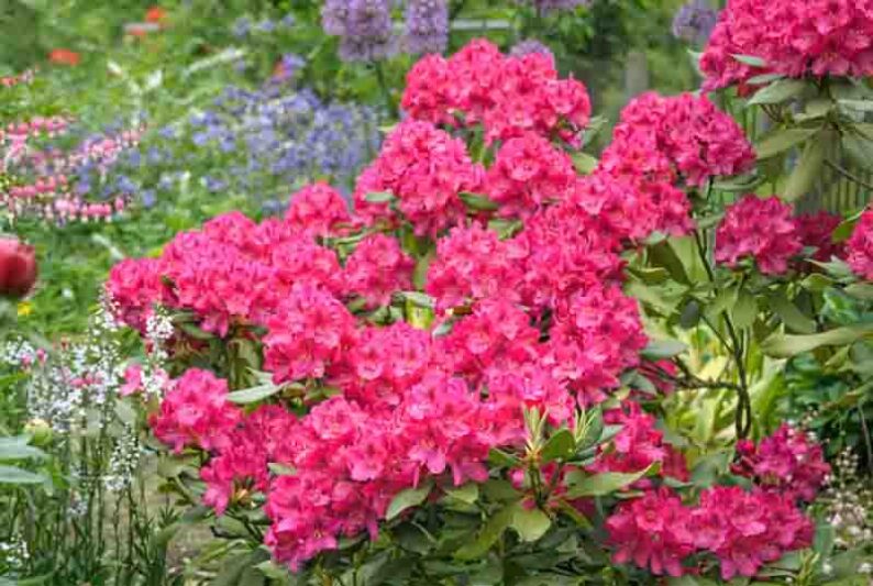 Rhododendron 'Nova Zembla','Nova Zembla' Rhododendron, Evergreen Rhododendron, Midseason Rhododendron, Pink Azalea, Pink Rhododendron, Pink Flowering Shrub, Pink Evergreen Shrub