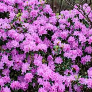Rhododendron 'PJM Elite', 'PJM Elite' Rhododendron, PJM Group, Early Midseason Rhododendron, Evergreen Rhododendron, Purple Rhododendron, Purple Flowering Shrub