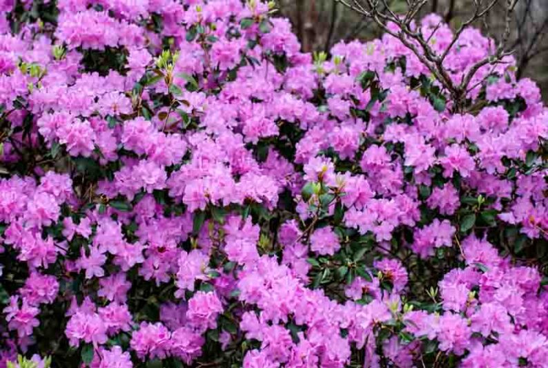 Rhododendron 'PJM Elite', 'PJM Elite' Rhododendron, PJM Group, Early Midseason Rhododendron, Evergreen Rhododendron, Purple Rhododendron, Purple Flowering Shrub