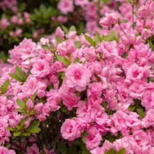 Rhododendron 'Rosebud','Rosebud' Rhododendron, 'Rosebud' Azalea, 'Rose Bud' Evergreen Azalea, Midseason Azalea, Gable Hybrid, Pink Azalea, Pink Rhododendron, Pink Flowering Shrub, Pink Evergreen Shrub