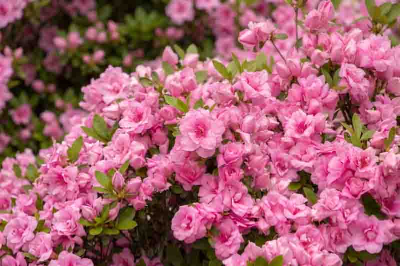Rhododendron 'Rosebud','Rosebud' Rhododendron, 'Rosebud' Azalea, 'Rose Bud' Evergreen Azalea, Midseason Azalea, Gable Hybrid, Pink Azalea, Pink Rhododendron, Pink Flowering Shrub, Pink Evergreen Shrub