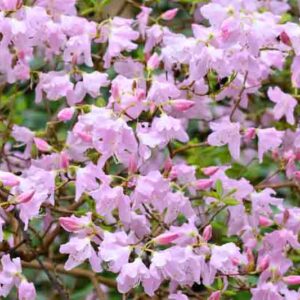 Rhododendron Schlippenbachii,Royal Azalea, Deciduous Azalea, Early Midseason Azalea, Pink Azalea, Pink Rhododendron, Pink Flowering Shrub, Fragrant Azalea