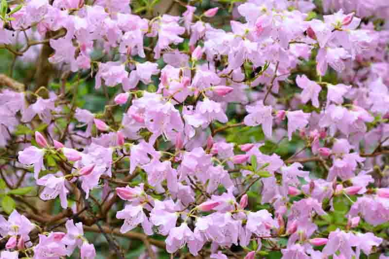 Rhododendron Schlippenbachii,Royal Azalea, Deciduous Azalea, Early Midseason Azalea, Pink Azalea, Pink Rhododendron, Pink Flowering Shrub, Fragrant Azalea