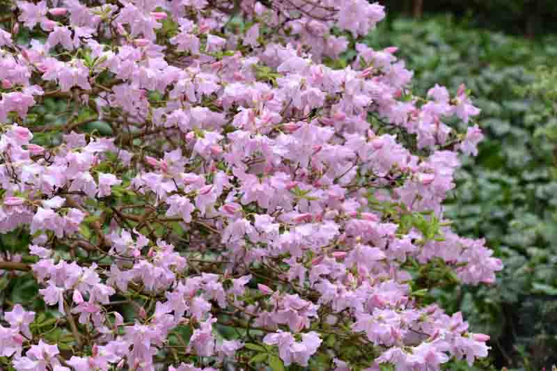 Rhododendron Schlippenbachii,Royal Azalea, Deciduous Azalea, Early Midseason Azalea, Pink Azalea, Pink Rhododendron, Pink Flowering Shrub, Fragrant Azalea