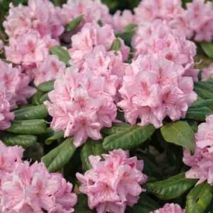 Rhododendron 'Scintillation','Scintillation' Rhododendron, 'Scintillation' Azalea, Evergreen Azalea, Midseason Azalea, Pink Azalea, Pink Rhododendron, Pink Flowering Shrub, Pink Evergreen Shrub