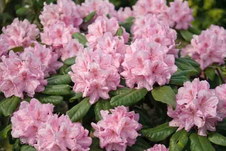 Rhododendron 'Scintillation','Scintillation' Rhododendron, 'Scintillation' Azalea, Evergreen Azalea, Midseason Azalea, Pink Azalea, Pink Rhododendron, Pink Flowering Shrub, Pink Evergreen Shrub
