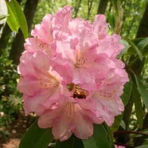 Rhododendron 'Wheatley', 'Wheatley' Rhododendron, Midseason Rhododendron, Evergreen Rhododendron, Fragrant Rhododendron, Pink Rhododendron, Pink Flowering Shrub
