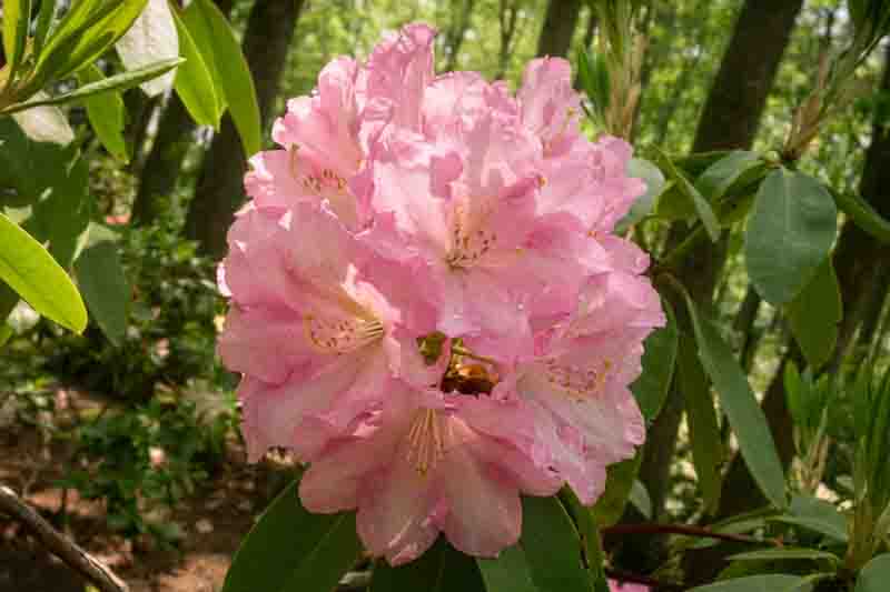Rhododendron 'Wheatley', 'Wheatley' Rhododendron, Midseason Rhododendron, Evergreen Rhododendron, Fragrant Rhododendron, Pink Rhododendron, Pink Flowering Shrub