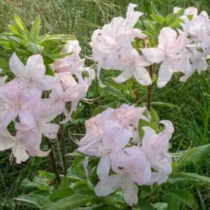 Rhododendron 'White Lights','White Lights' Rhododendron, 'White Lights' Azalea, Late Midseason Azalea, Deciduous Azalea, White Azalea, White Rhododendron, White Flowering Shrub