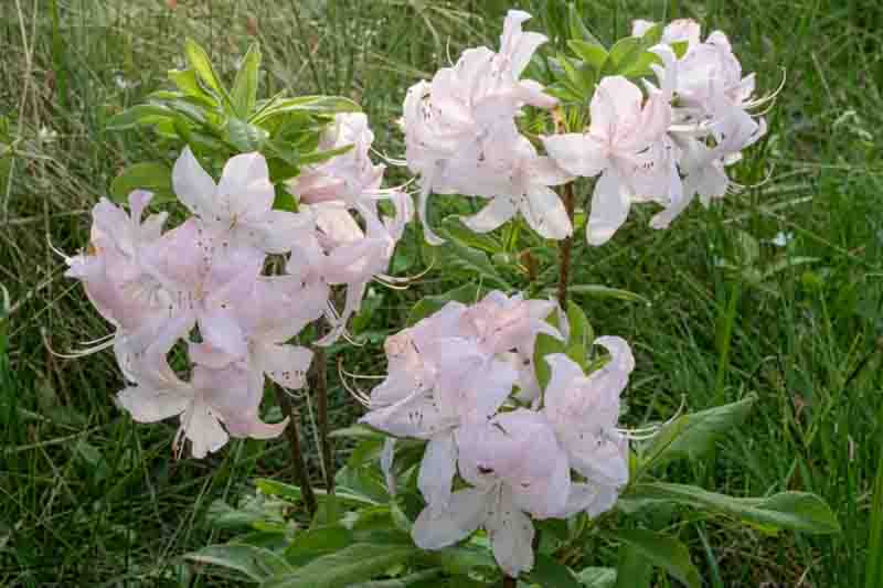 Rhododendron 'White Lights','White Lights' Rhododendron, 'White Lights' Azalea, Late Midseason Azalea, Deciduous Azalea, White Azalea, White Rhododendron, White Flowering Shrub