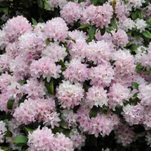 Rhododendron 'Windbeam', 'Windbeam' Rhododendron, 'Windbeam' Azalea, Deciduous Azalea, Early Midseason Azalea, Pink Azalea, Pink Rhododendron, Pink Flowering Shrub