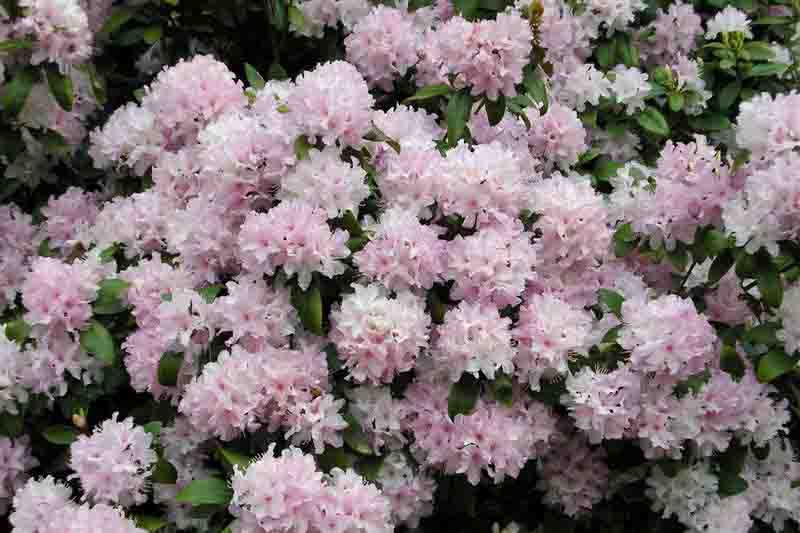 Rhododendron 'Windbeam', 'Windbeam' Rhododendron, 'Windbeam' Azalea, Deciduous Azalea, Early Midseason Azalea, Pink Azalea, Pink Rhododendron, Pink Flowering Shrub