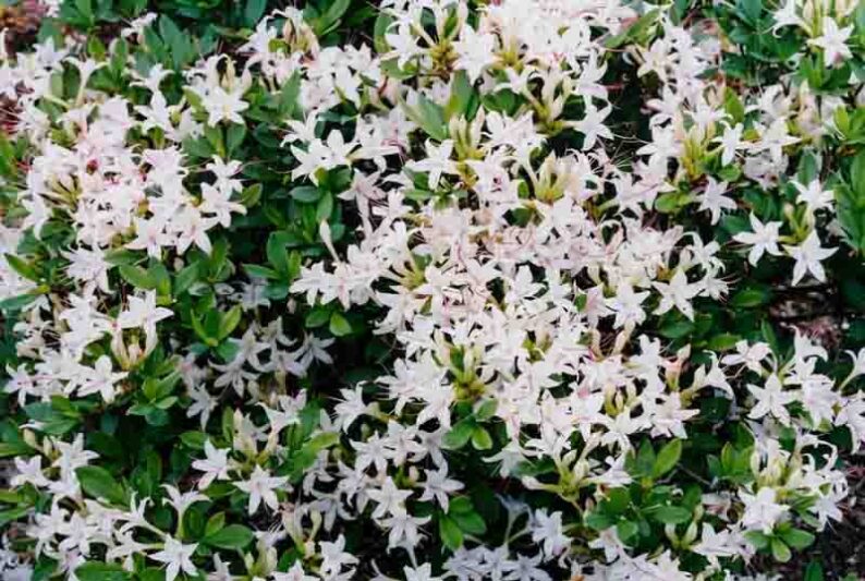Rhododendron Arborescens, Sweet Azalea, Smooth Azalea, Azalea arborescens, Rhododendron 'Arborescens', Deciduous Azalea, Late Season Rhododendron, Very Late Season Rhododendron, Fragrant Rhododendron, White Rhododendron, White Flowering Shrub