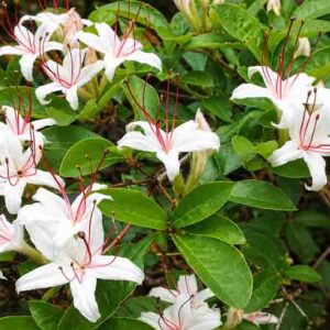 Rhododendron Arborescens, Sweet Azalea, Smooth Azalea, Azalea arborescens, Rhododendron 'Arborescens', Deciduous Azalea, Late Season Rhododendron, Very Late Season Rhododendron, Fragrant Rhododendron, White Rhododendron, White Flowering Shrub