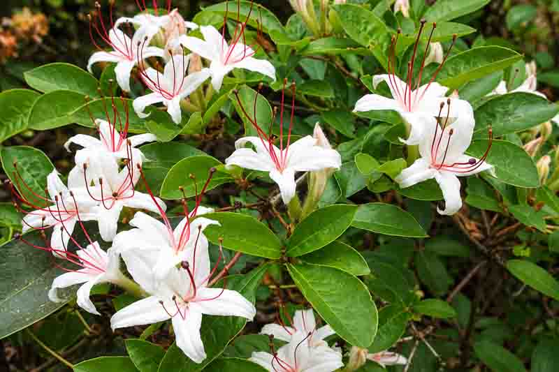 Rhododendron Arborescens, Sweet Azalea, Smooth Azalea, Azalea arborescens, Rhododendron 'Arborescens', Deciduous Azalea, Late Season Rhododendron, Very Late Season Rhododendron, Fragrant Rhododendron, White Rhododendron, White Flowering Shrub