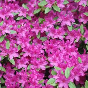 Rhododendron 'Karens',Rhododendron 'April Rose', 'Karens' Rhododendron, Rhododendron 'Karen', 'Karen' Rhododendron, 'Karen' Azalea, Early Midseason Azalea, Evergreen Azalea, Purple Azalea, Purple Rhododendron, Purple Flowering Shrub, Evergreen Rhododendron, Purple Azalea, Purple Rhododendron, Purple Flowering Shrub
