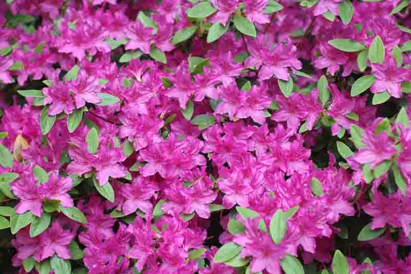 Rhododendron 'Karens',Rhododendron 'April Rose', 'Karens' Rhododendron, Rhododendron 'Karen', 'Karen' Rhododendron, 'Karen' Azalea, Early Midseason Azalea, Evergreen Azalea, Purple Azalea, Purple Rhododendron, Purple Flowering Shrub, Evergreen Rhododendron, Purple Azalea, Purple Rhododendron, Purple Flowering Shrub