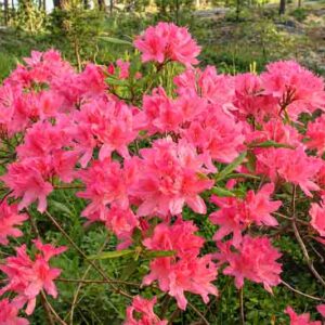 Rhododendron 'Rosy Lights','Rosy Lights' Rhododendron, 'Rosy Lights' Azalea, Late Midseason Azalea, Deciduous Azalea, Pink Azalea, Pink Rhododendron, Pink Flowering Shrub