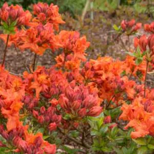 Rhododendron 'Gibraltar', 'Gibraltar' Rhododendron, 'Gibraltar' Azalea, Deciduous Azalea, Midseason Azalea, Knap Hill Azaleas, Exbury Azaleas, Orange Azalea, Orange Rhododendron, Orange Flowering Shrub