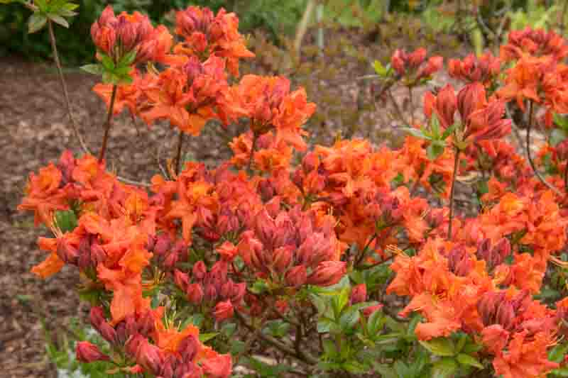 Rhododendron 'Gibraltar', 'Gibraltar' Rhododendron, 'Gibraltar' Azalea, Deciduous Azalea, Midseason Azalea, Knap Hill Azaleas, Exbury Azaleas, Orange Azalea, Orange Rhododendron, Orange Flowering Shrub