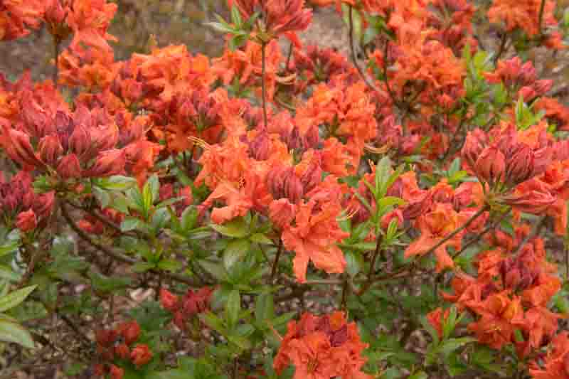 Rhododendron Gibraltar deciduous azalea with vivid orange flowers and emerging spring foliage