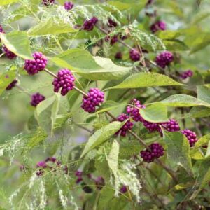 Callicarpa Americana, American Beautyberry, French Mulberry, Purple Berries, Shrub with berries, flowering shrub,