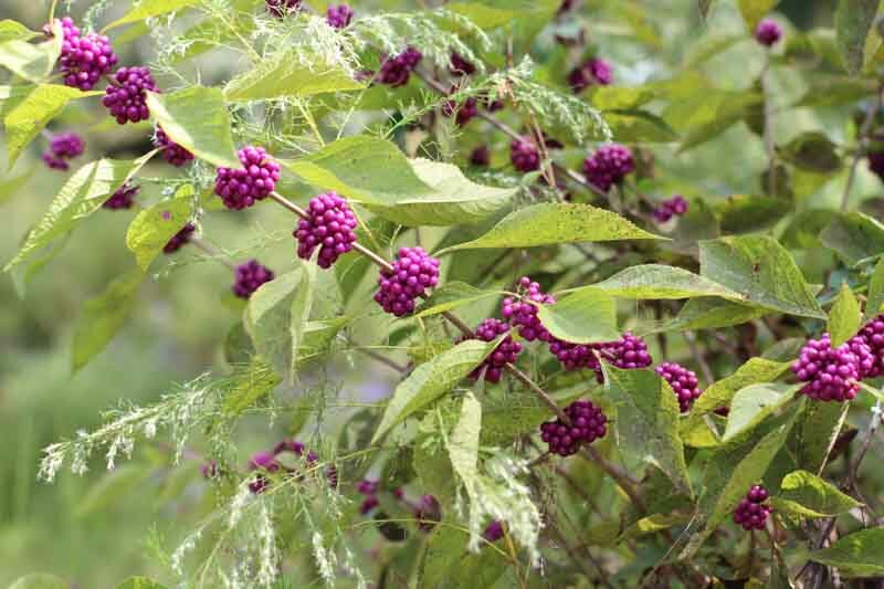 Callicarpa Americana, American Beautyberry, French Mulberry, Purple Berries, Shrub with berries, flowering shrub,