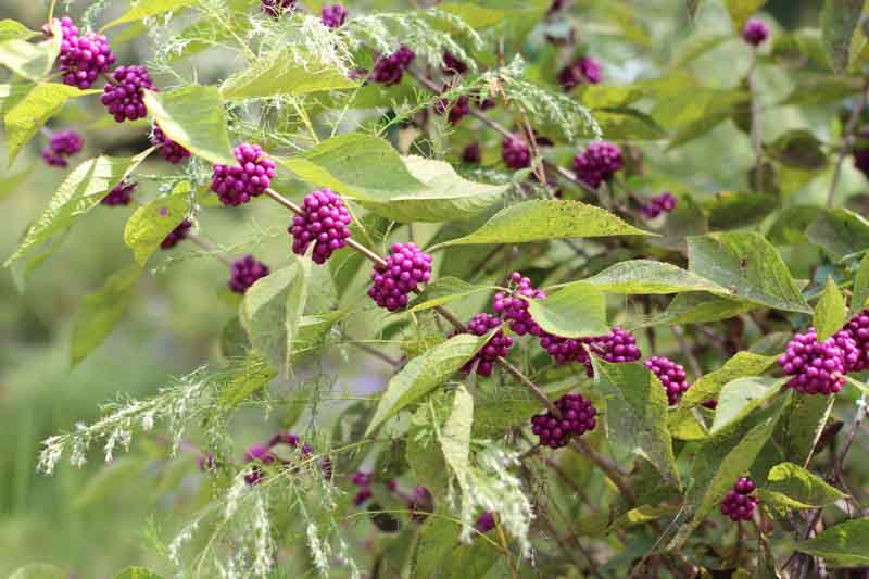 Callicarpa americana American beautyberry shrub with bright purple berries along arching stems