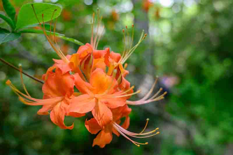 Rhododendron Calendulaceum, Flame Azalea, Azalea calendulacea, Azalea lutea, Late-Midseason Azalea, Late Season Azalea, Deciduous Azaleas, Yellow Azalea, Yellow Rhododendron, Yellow Flowering Shrub