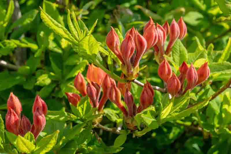 Rhododendron Calendulaceum, Flame Azalea, Azalea calendulacea, Azalea lutea, Late-Midseason Azalea, Late Season Azalea, Deciduous Azaleas, Yellow Azalea, Yellow Rhododendron, Yellow Flowering Shrub