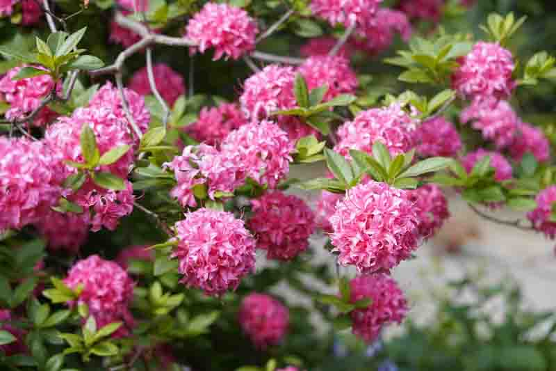 Rhododendron 'Homebush','Homebush' Rhododendron, 'Homebush' Azalea, 'Homebush' Deciduous Azalea, Late Midseason Azalea, Knap Hill and Exbury Azaleas, Pink Azalea, Pink Rhododendron, Pink Flowering Shrub