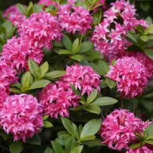 Rhododendron 'Homebush','Homebush' Rhododendron, 'Homebush' Azalea, 'Homebush' Deciduous Azalea, Late Midseason Azalea, Knap Hill and Exbury Azaleas, Pink Azalea, Pink Rhododendron, Pink Flowering Shrub