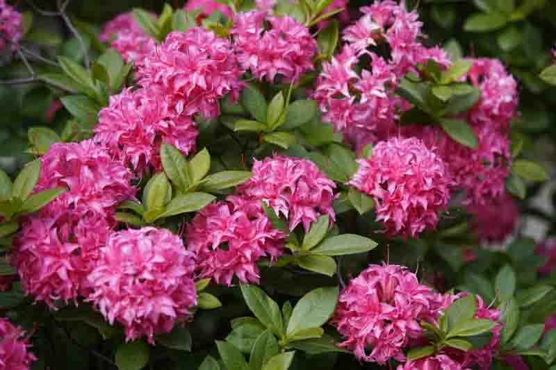 Rhododendron 'Homebush','Homebush' Rhododendron, 'Homebush' Azalea, 'Homebush' Deciduous Azalea, Late Midseason Azalea, Knap Hill and Exbury Azaleas, Pink Azalea, Pink Rhododendron, Pink Flowering Shrub