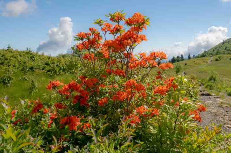 Rhododendron Calendulaceum, Flame Azalea, Azalea calendulacea, Azalea lutea, Late-Midseason Azalea, Late Season Azalea, Deciduous Azaleas, Yellow Azalea, Yellow Rhododendron, Yellow Flowering Shrub