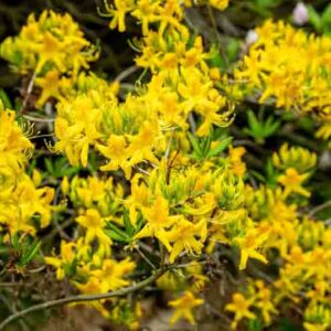 Rhododendron Luteum, Pontic Azalea, Yellow Azalea, Honeysuckle Azalea, Late Midseason Azalea, Midseason Azalea, Fragrant Azalea, Fragrant Rhododendron, Yellow Azalea, Yellow Rhododendron, Yellow Flowering Shrub