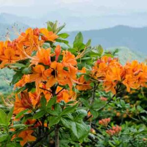 Rhododendron Calendulaceum, Flame Azalea, Azalea calendulacea, Azalea lutea, Late-Midseason Azalea, Late Season Azalea, Deciduous Azaleas, Yellow Azalea, Yellow Rhododendron, Yellow Flowering Shrub