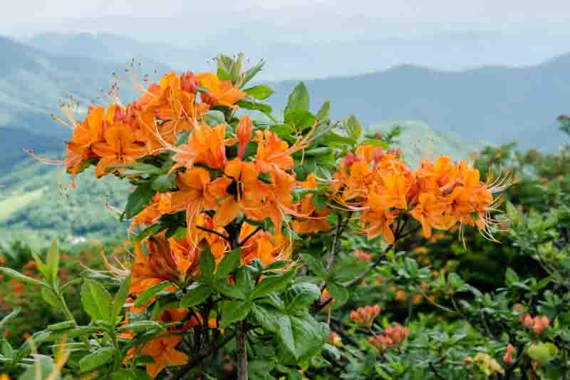 Rhododendron Calendulaceum, Flame Azalea, Azalea calendulacea, Azalea lutea, Late-Midseason Azalea, Late Season Azalea, Deciduous Azaleas, Yellow Azalea, Yellow Rhododendron, Yellow Flowering Shrub