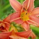 Late Midseason Daylilies, Late Season Daylilies, Very Late Season Daylilies