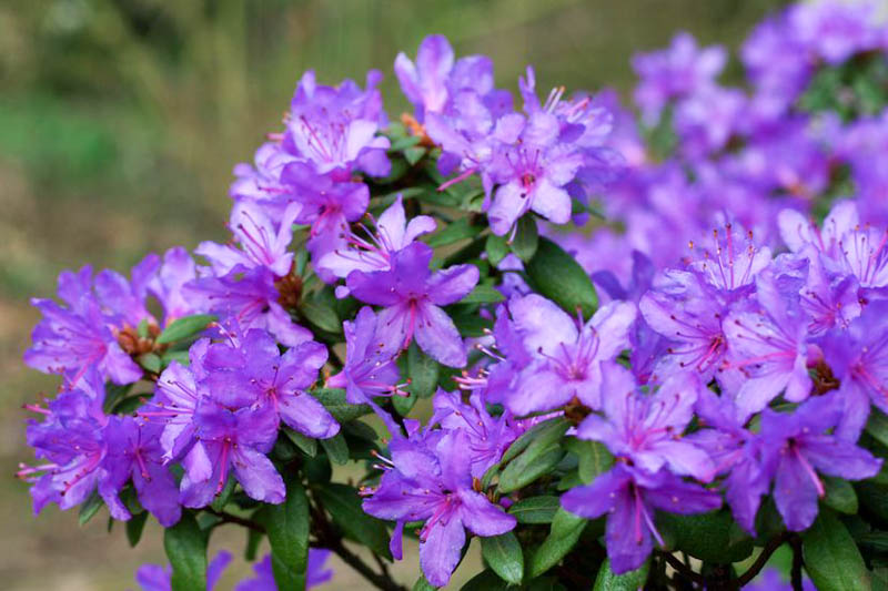 Rhododendron 'Ramapo'